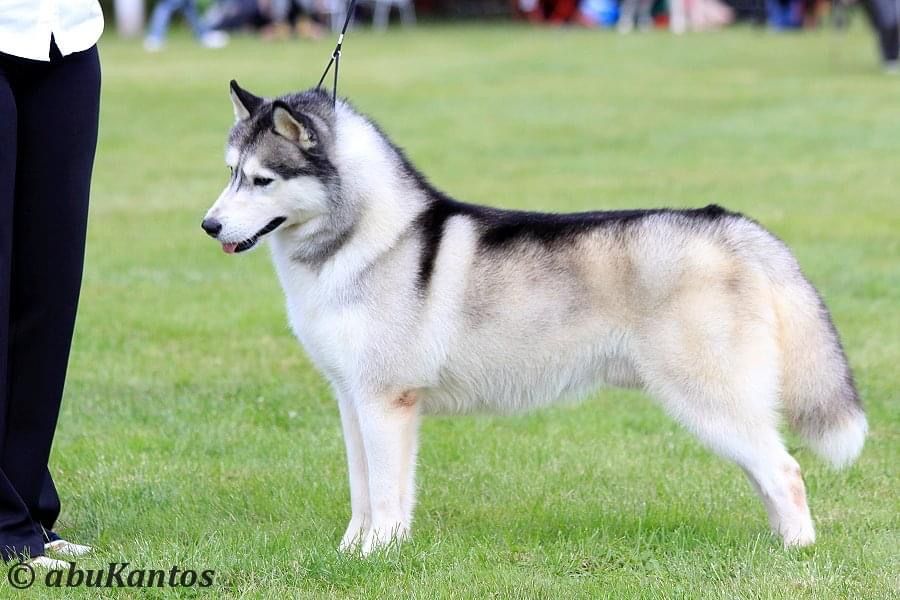 Photo of Kristari’s Chinook At Jednicka