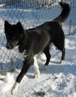 Photo of Cheffin’s Nyx