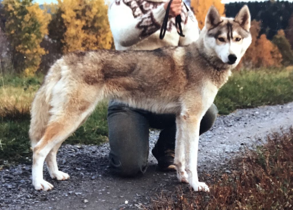 Photo of Frigga av Vargevass-A