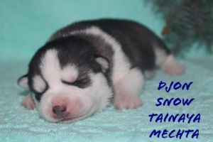 Photo of Demon Snow Tainaya Mechta