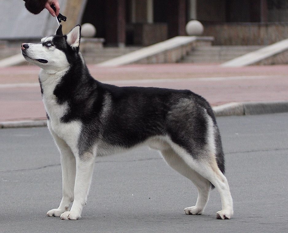 Photo of Lukas Legion Elit