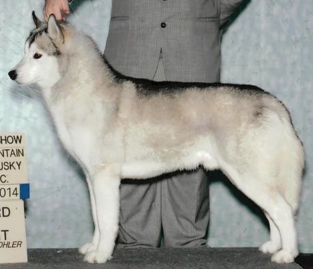 Photo of Kayenta’s Wildestar North Wind
