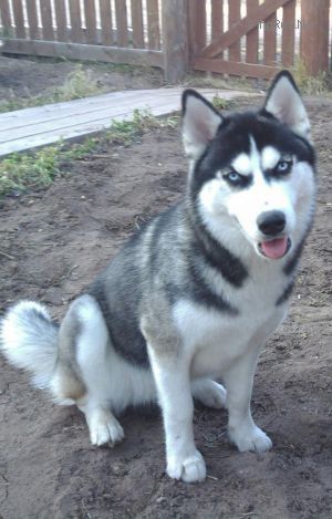 Photo of Siberian Royal Choice Belle