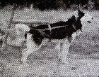 Photo of Alaskan’s Nicolai Of Anadyr II