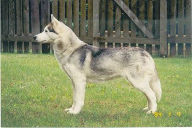 Photo of Nanook’s Time Marches On