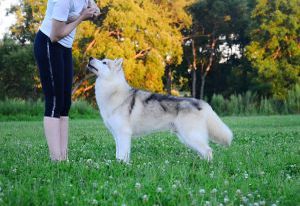Photo of Husky Haven Play And Dance