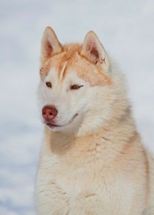Photo of Rus Dimian Poll Yara
