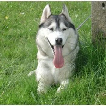 Photo of Crazy Polarni Przyjaciele