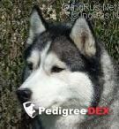 Photo of Freespirit Arangaz de Lukatan