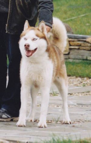 Photo of Safit S Goluboy Zvezdy