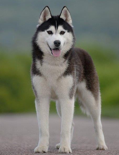 Photo of Husky Haven Fochen Kuki