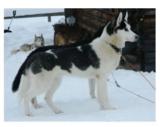 Photo of Komaksiut's Tuulik