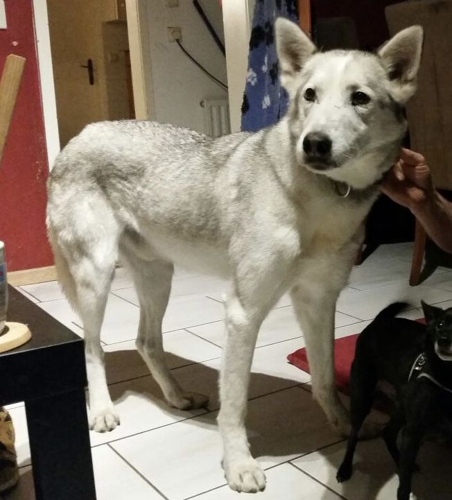 Photo of Reebook’s Kasimir