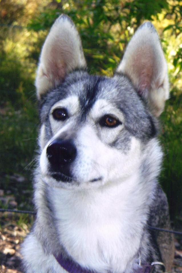 Photo of Arcticstarr Anohkii