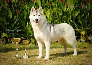 Photo of Siberian Angel Aglaia