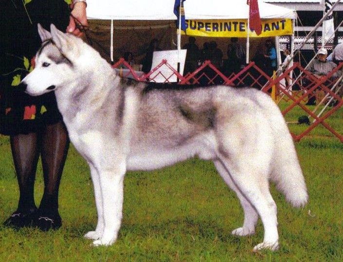 Photo of Arctic Jewels Silver Chief of the North