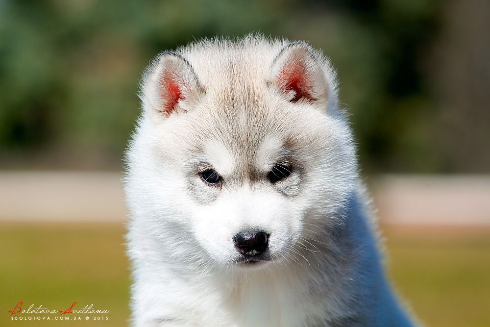 Photo of Siberian Miracle Kenji Yoshi