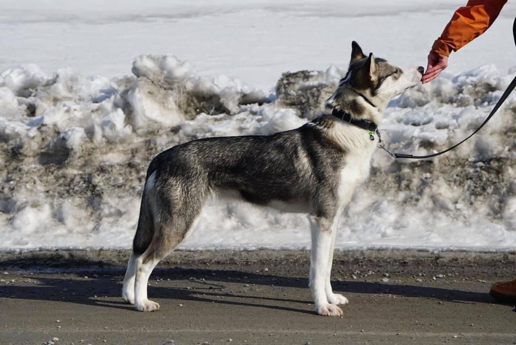 Photo of Good Mushing Gretel-Strudel