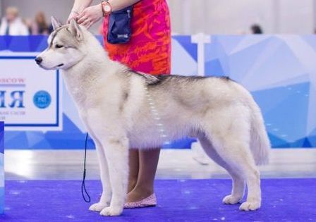 Photo of Dorati Siberians Absolute Power