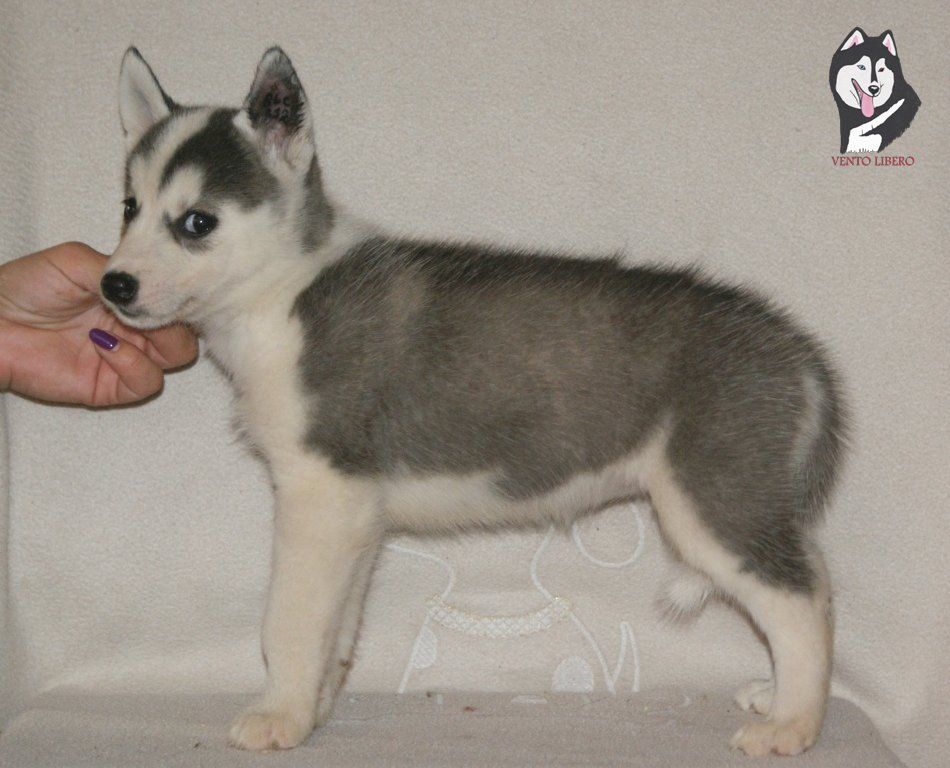 Photo of Vento Libero Selenga Rnait Kauyu
