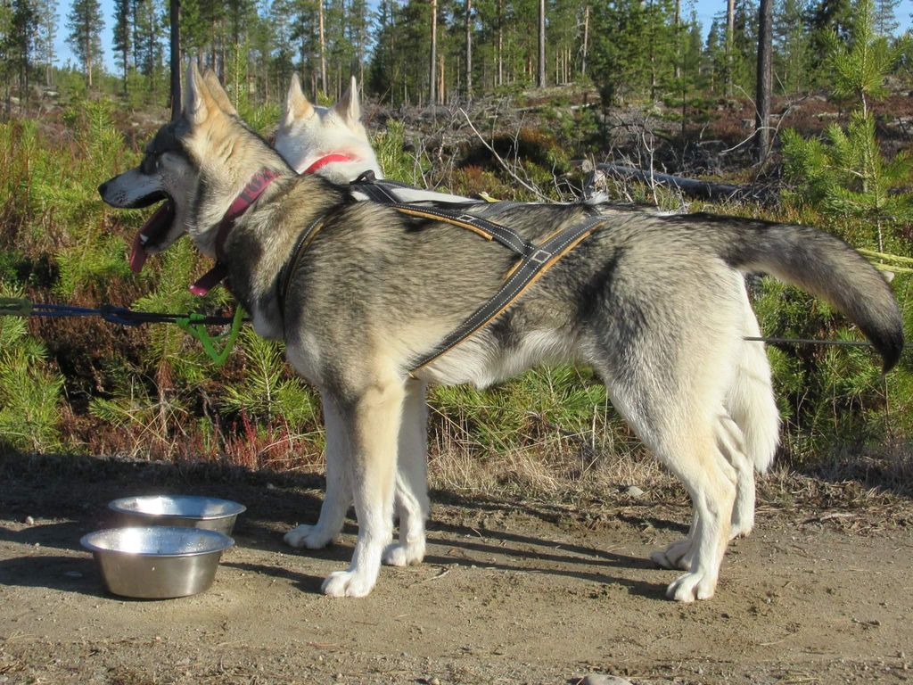 Photo of Winter Ronins Brave Foxy Lady