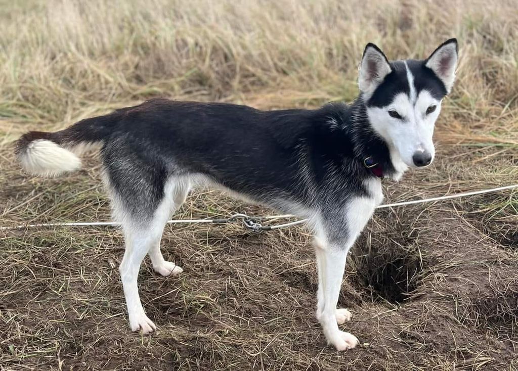 Photo of Notorious Nyx ab Canis Polaris