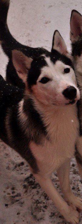 Photo of Laitkiper's Eluna