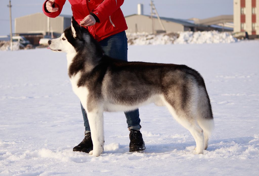 Photo of Dorati Siberians Cupcake For Ellielimurs