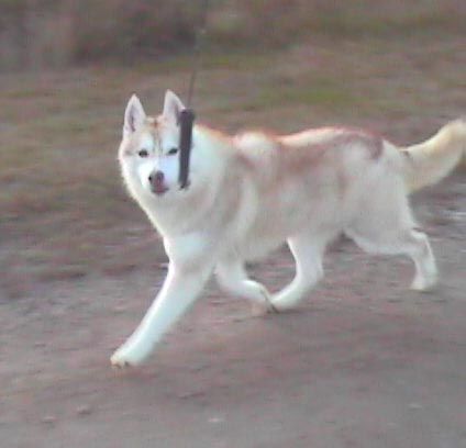 Photo of Shapali’s Faithful Fire Fox