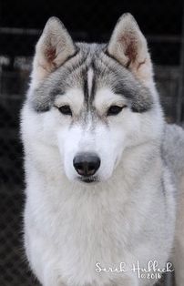 Photo of Karnovanda's Eilika