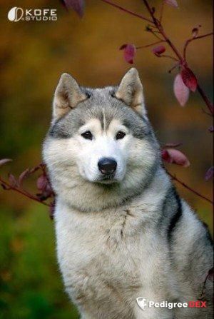 Photo of Husky Haven Ivan The Great