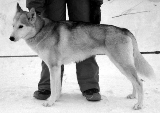 Photo of Stella Ascella av Vargevass-A
