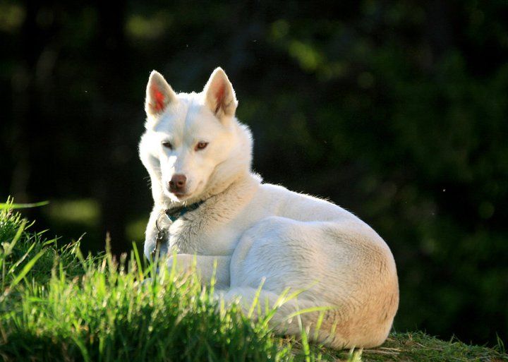 Photo of Vargteam’s Fresia