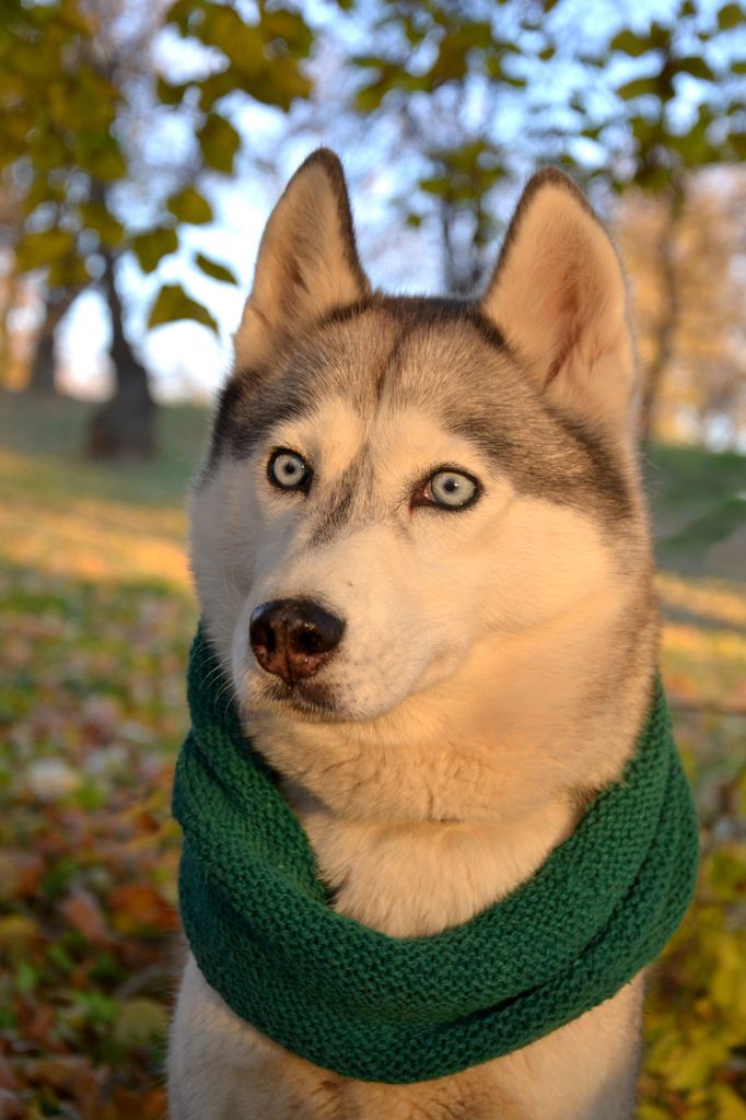 Photo of Bella Winner Husky Sindicate