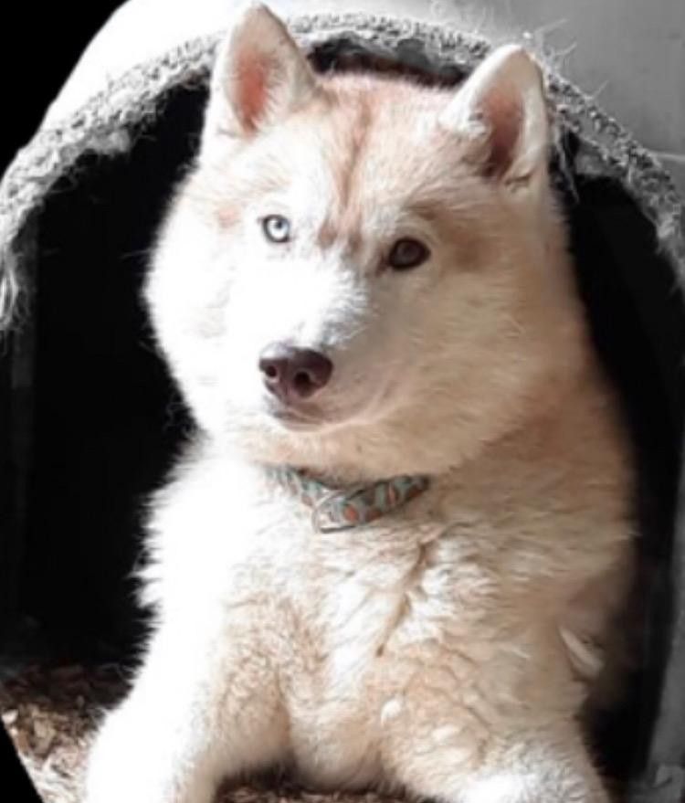 Photo of White Berch Michievous Red Fox