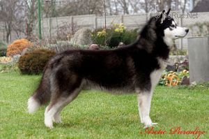 Photo of Favourite For My Heart Eskimoski Domek
