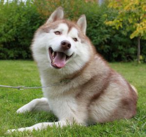 Photo of Husky Haven Schwarzenegger