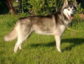 Photo of Lara-Ke’s Kathy Of Anadyr (At Azgard)
