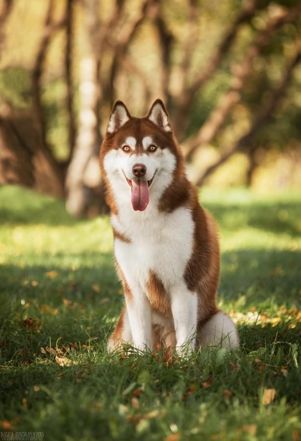 Photo of Husky Haven Peachy Pup