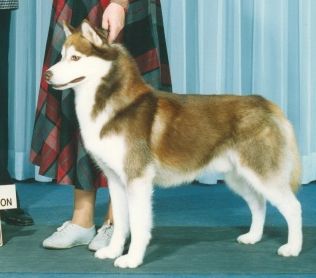 Photo of Aazar's Big Shot of Tobe