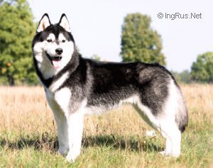 Photo of Husky Haven African Queen