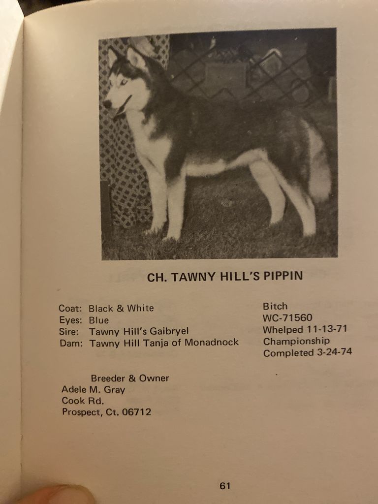 Photo of Tawny Hill’s Pippin