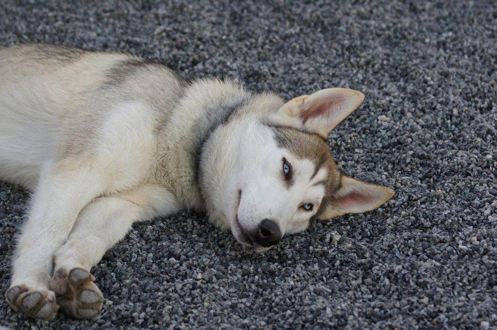 Photo of Klaus