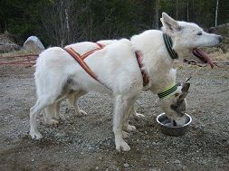 Photo of Stuyahok’s Tex