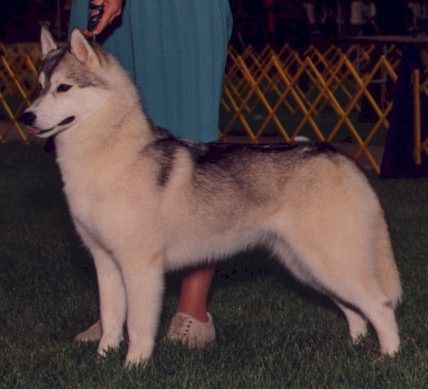 Photo of Kristari Solocha Veronica