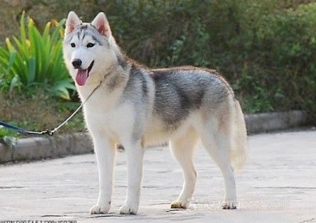 Photo of Faerie Queene Of Cicikennel
