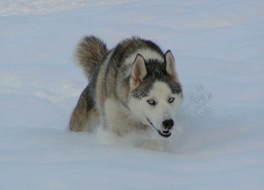 Photo of Moon Runs Denahi
