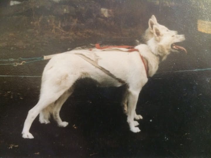 Photo of Yokon Jenka