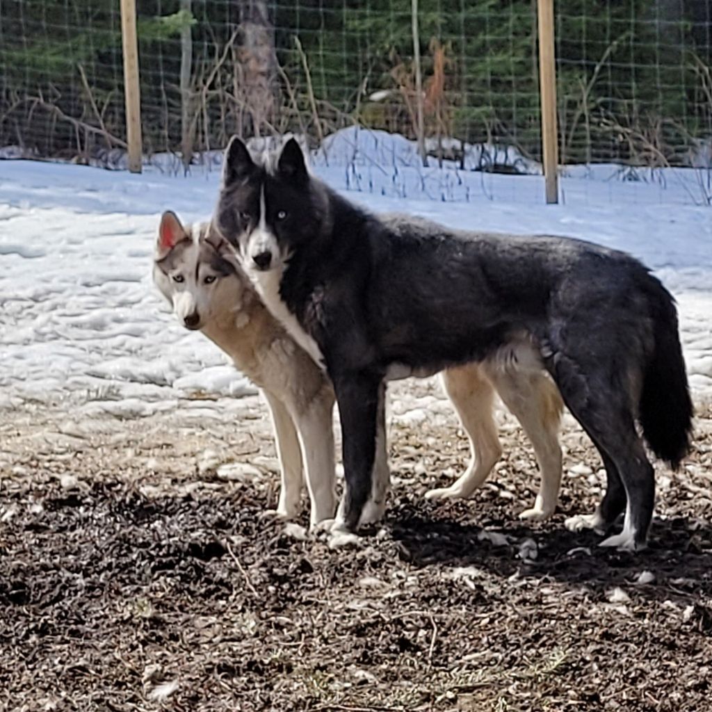 Photo of Kymcanis Kaneq