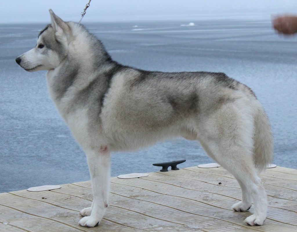 Photo of Nanook’s Ancient Wind